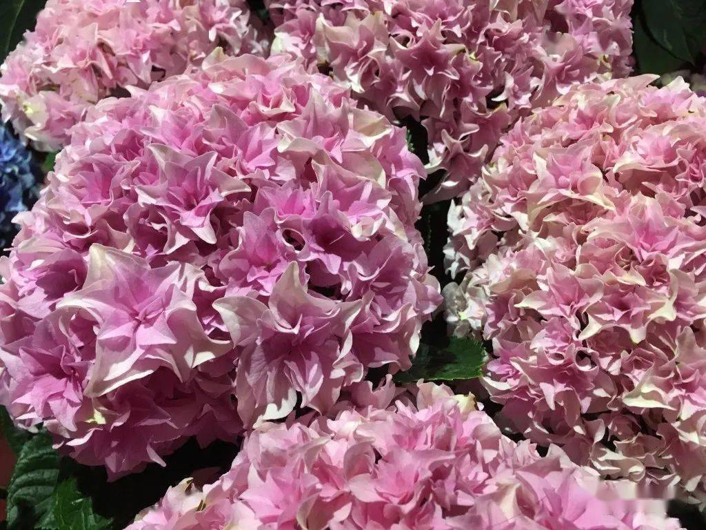 "列车(沙龙)"单朵小花为星型重瓣花,花瓣顶端略向外卷曲,花量丰富