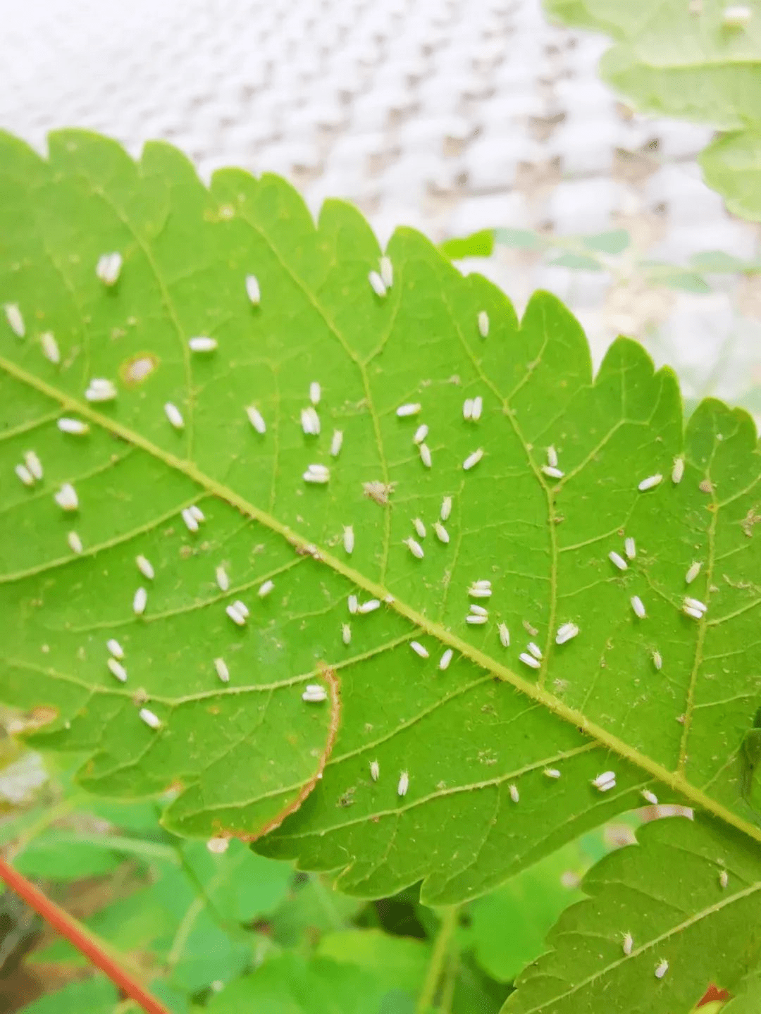 白背飞虱若虫图片图片