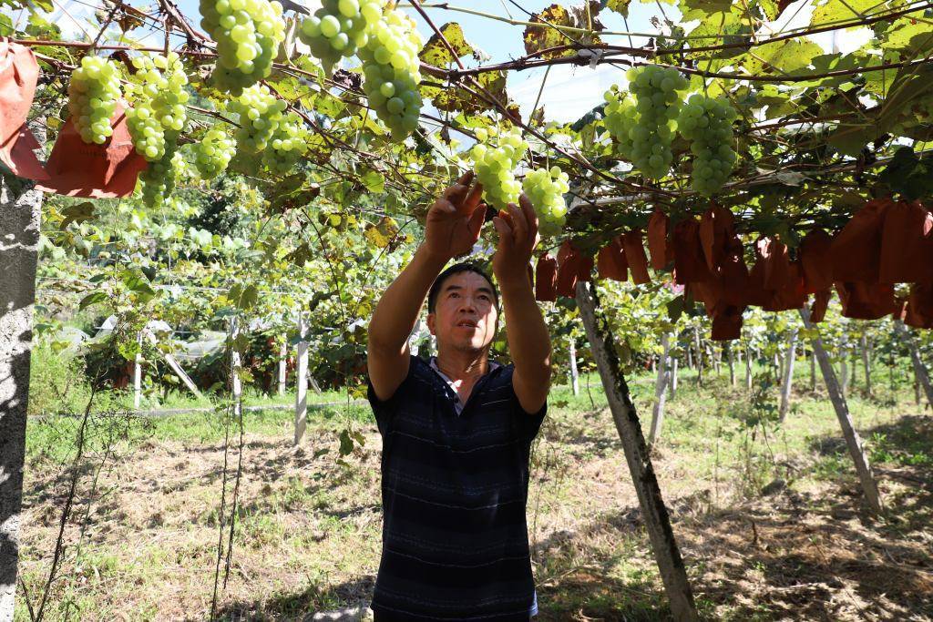 【组图】建始:关口葡萄熟了 果香满园_花坪镇_颜龙_种植