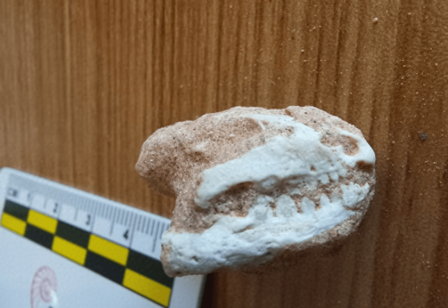 内蒙古乌拉特后旗境内发现白垩纪蜥蜴类头骨化石