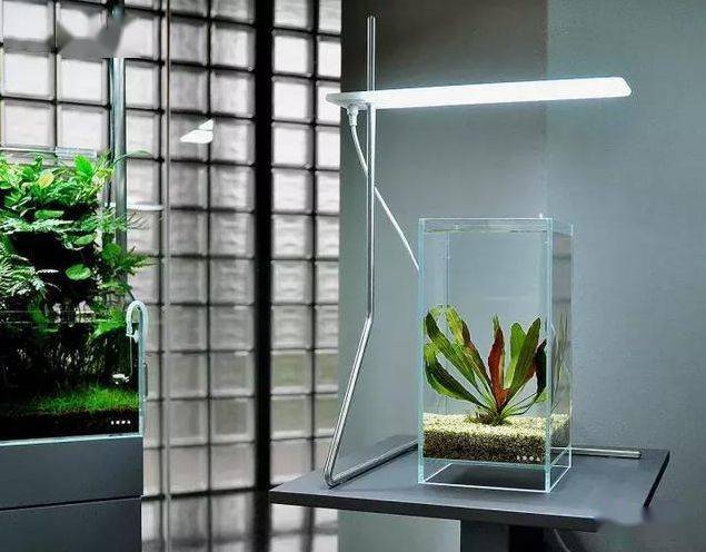 ada到底有什么不一样?天野尚草缸,自然水景缔造者!_title_造景_水草