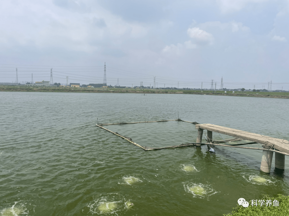 养鱼致富经_致富养鱼视频_致富经养鱼视频大全集