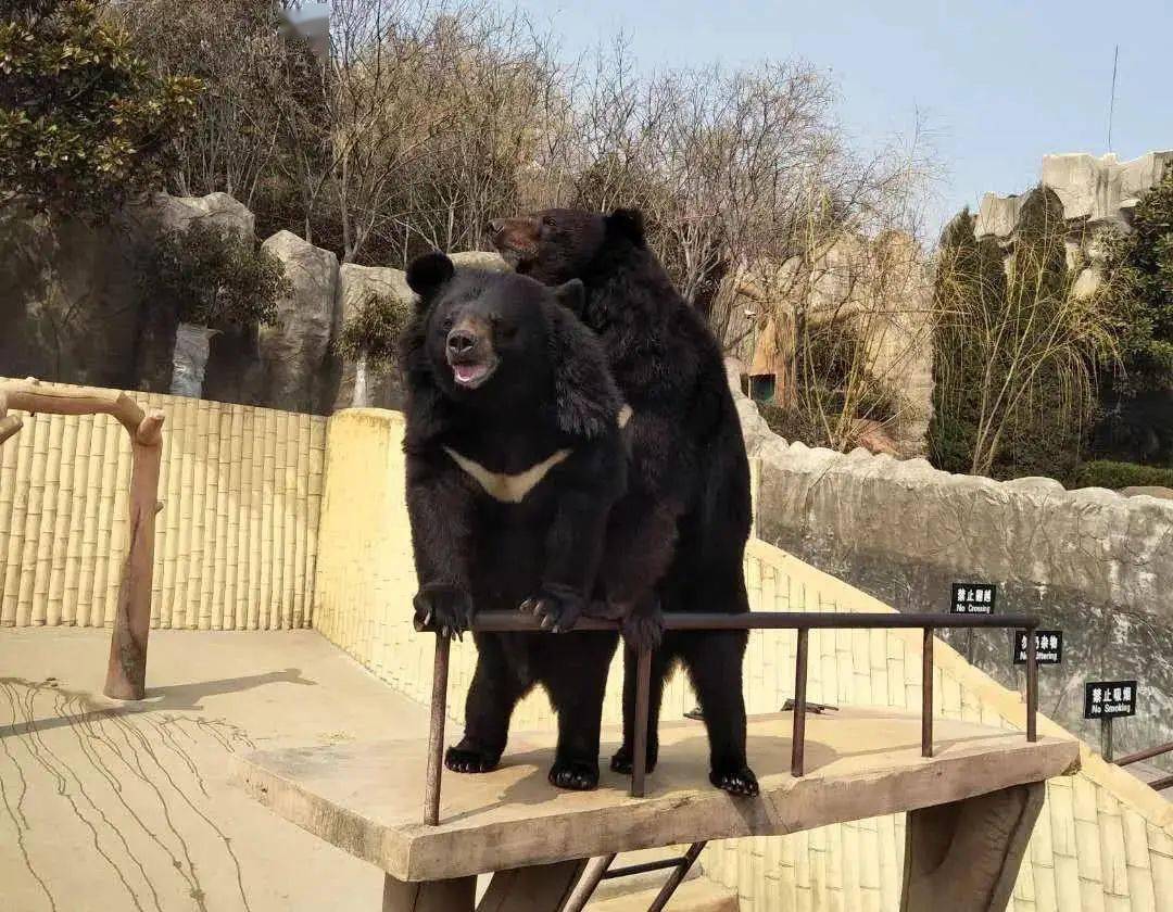 中秋国庆不加价 |【青岛-东方熊牧场】￥39.9起抢单人/双人票!