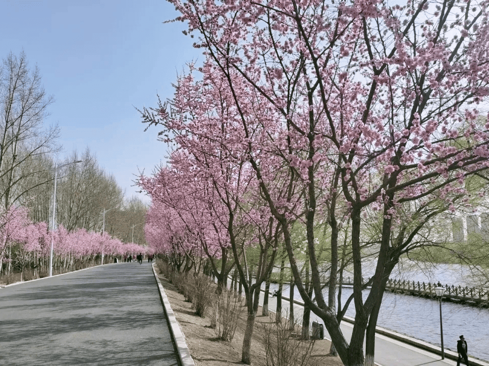 骑着单车环绕樱花岛吹风赏景,细听鸟鸣感受那份难得的惬意仿佛一切