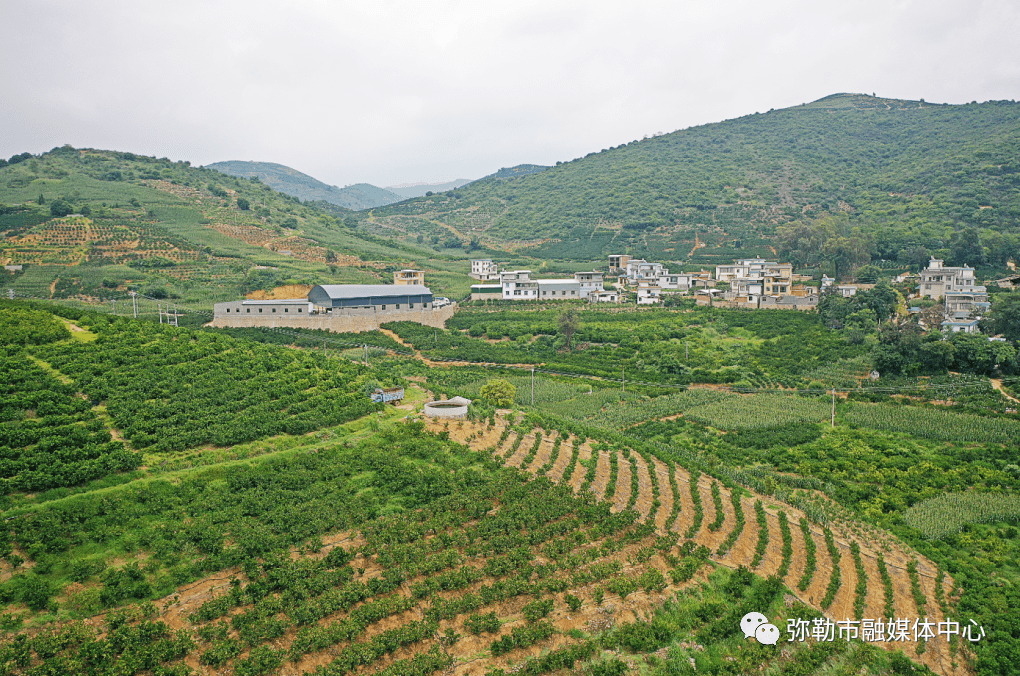 弥勒此镇,他带领!打造4个亿元产业67_柳云彪_西二镇_发展