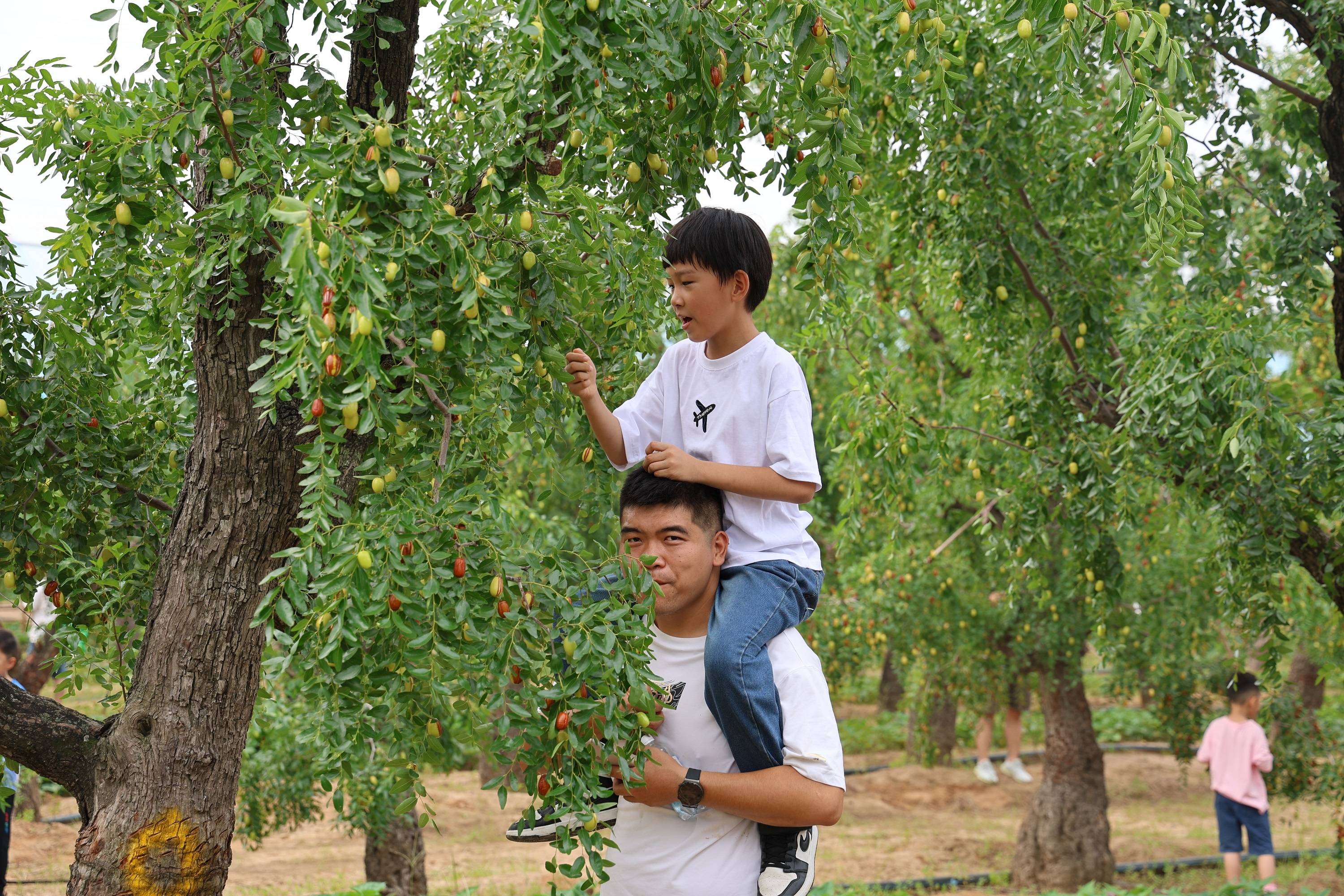 "枣"约新郑!2023中华枣乡风情游启幕_红枣_文化_枣树