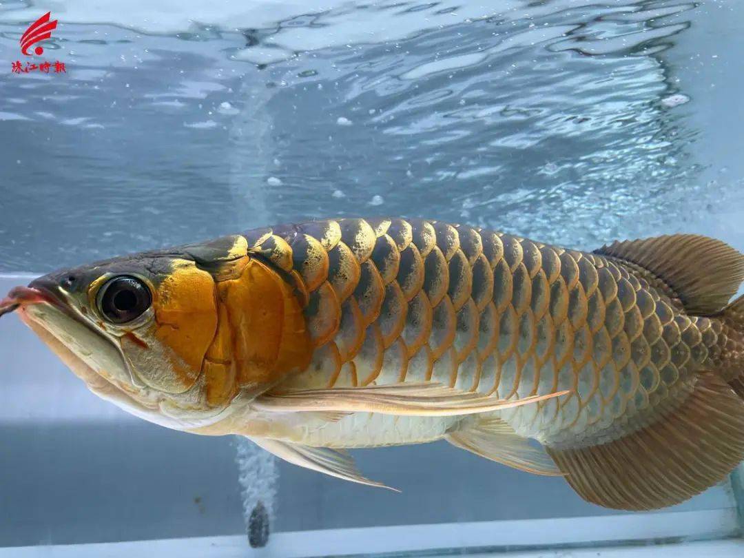 年产值约10亿元,里水龙鱼"游"向世界_养殖_观赏鱼_市场