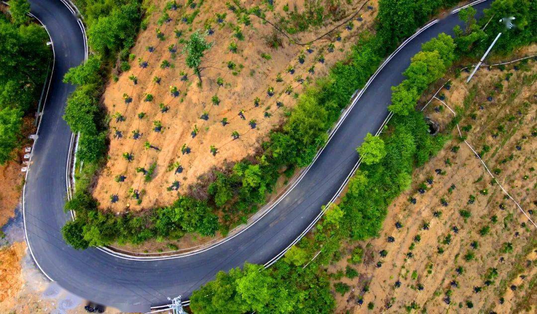 路畅景美客自来——保靖县复兴镇大妥万亩油茶产业园产业路发展缩影