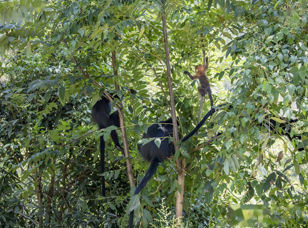 「生态密码」贵州黑叶猴家族的守护与壮大_刘国兴_中国_视觉