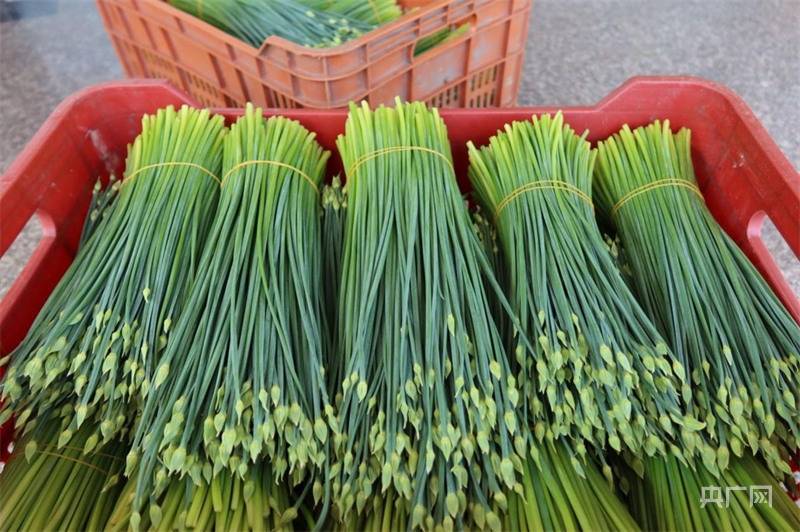 小镇】振兴路上韭花香_发展_沈夏冰_产业