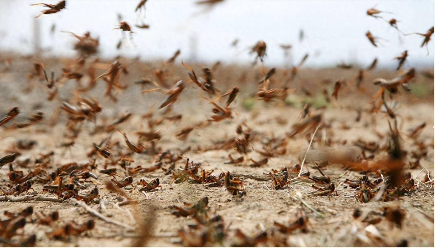 农业大敌蝗灾，古人对此有何措施？有人因此被封为“虫王”_搜狐网