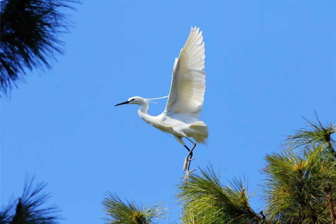 游子山国家森林公园门票景区大门票免费祈福园15元/人无想山景区门票