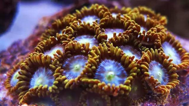 世界第二毒物:纽扣珊瑚_水族_海葵_文章