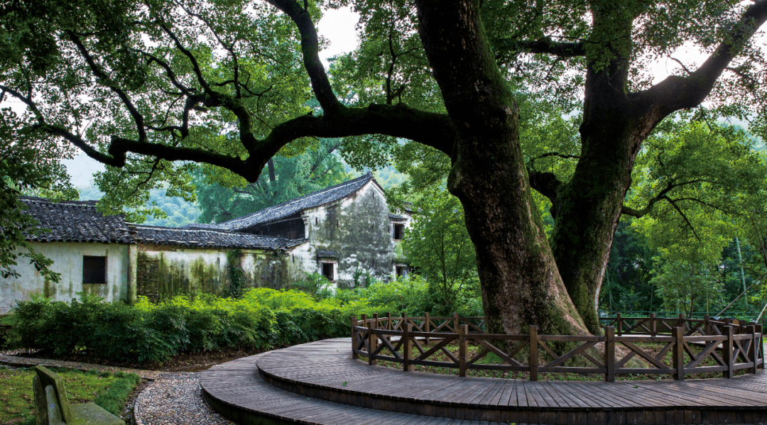 慈溪银杏小镇图片