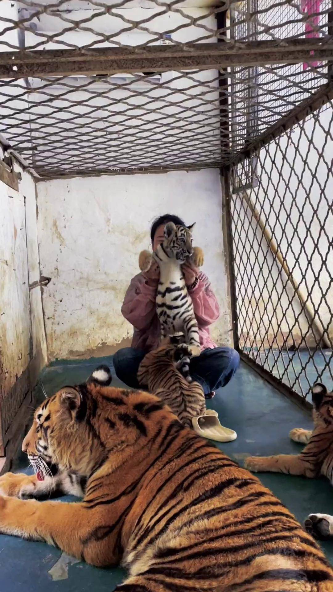 虎妈妈跟小老虎的日常生活东北虎 野生动物零距离 动物园