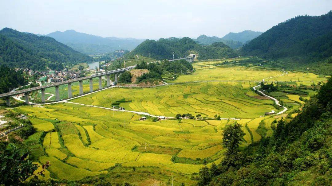 9月,台江县已进入优质稻谷和稻鱼双丰收季节,漫步在乡村的田野上,疑望