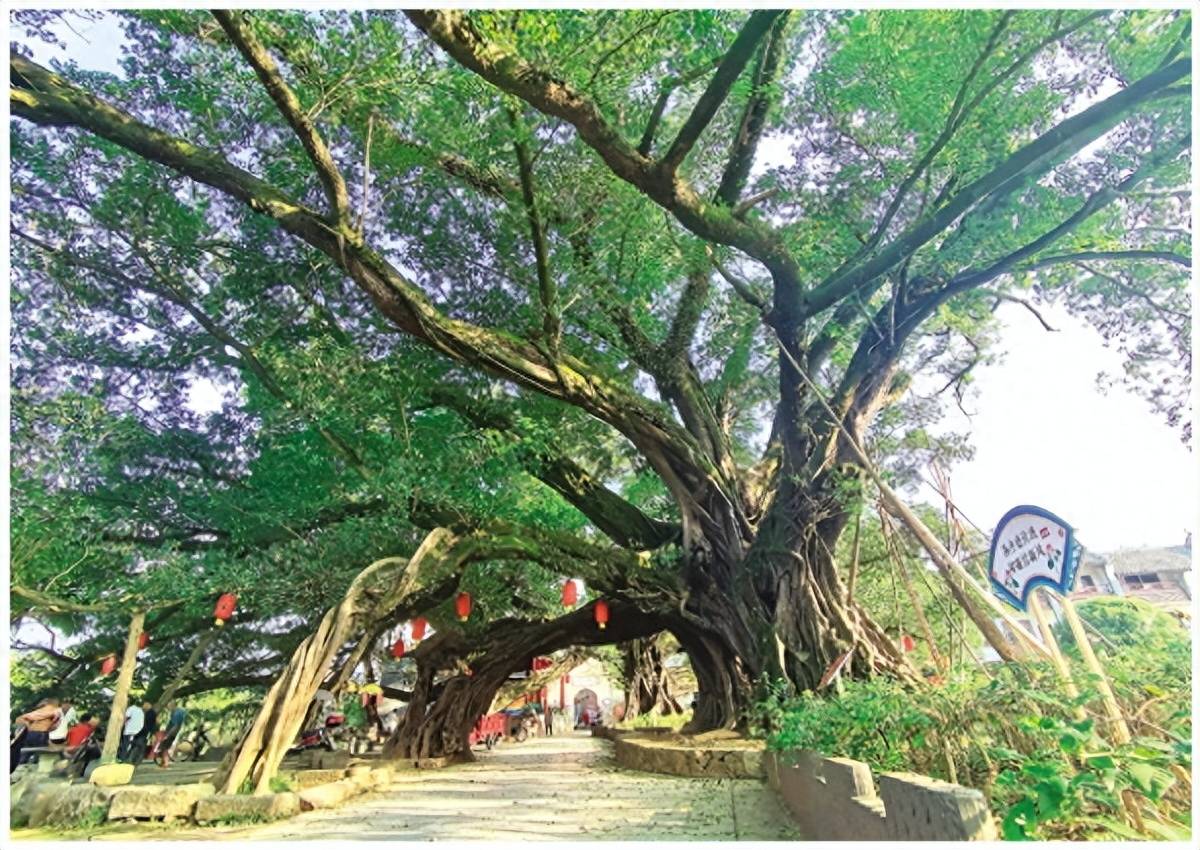 桂林榕津村:千年古镇 千年古榕 见证昔日繁荣_粤东会馆_历史_村里