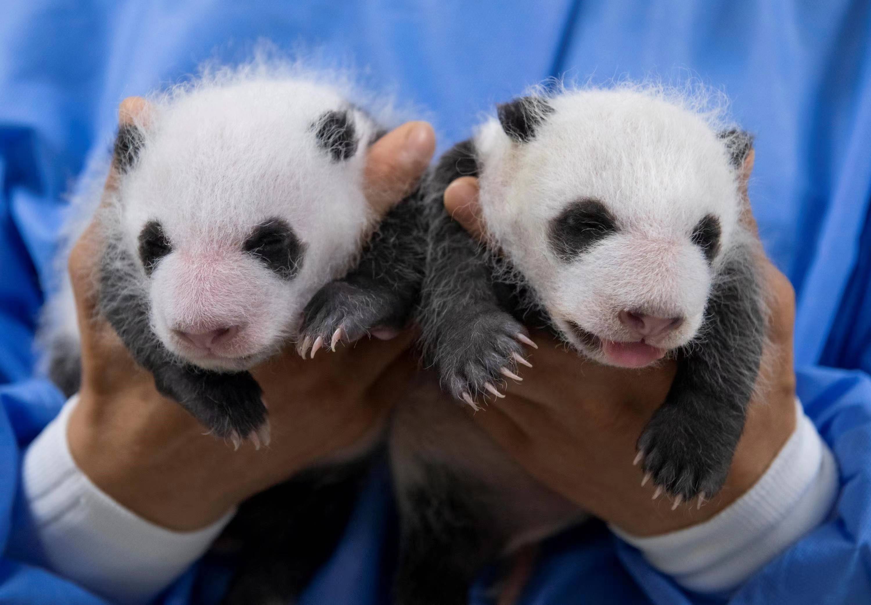 在韩国出生的大熊猫双胞胎宝宝征名活动开始啦!