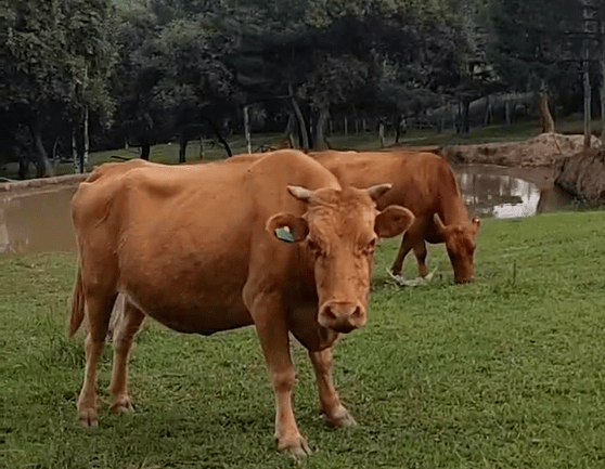 延边黄牛变身致富"黄金牛",助推我州乡村振兴!