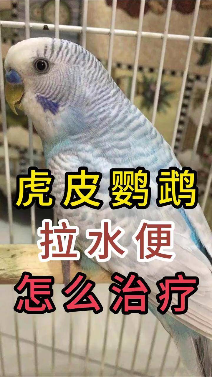 虎皮鹦鹉拉水便怎么治疗虎皮鹦鹉 养宠进阶指南 养宠知识 科学养宠