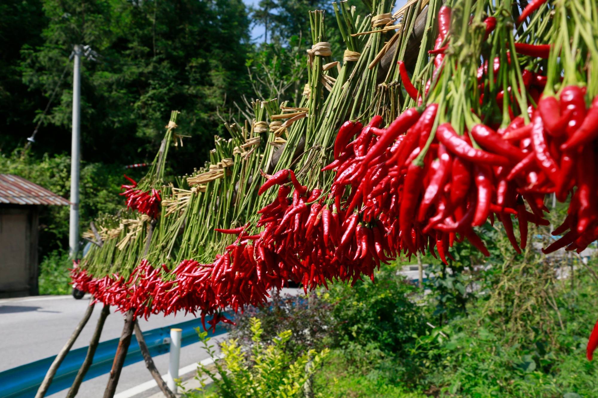 贵州台江:朝天椒丰收 映红致富路_种植_发展_农户