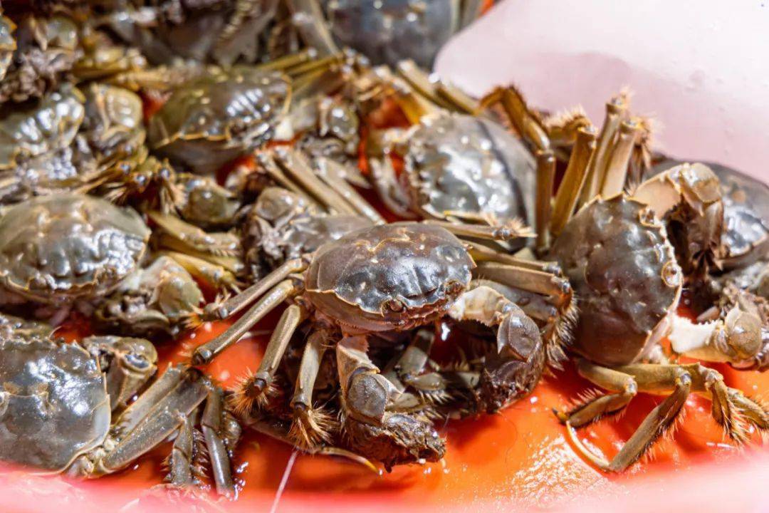 鲅鱼圈今秋海鲜价格为啥"便宜了"?_市民_产量_渤海