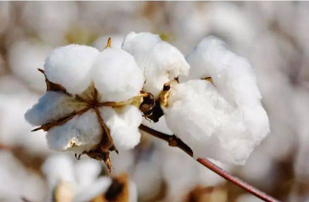 会呼吸的5a级抗菌棉袜!告别脱鞋的尴尬!_袜子_棉花_起球