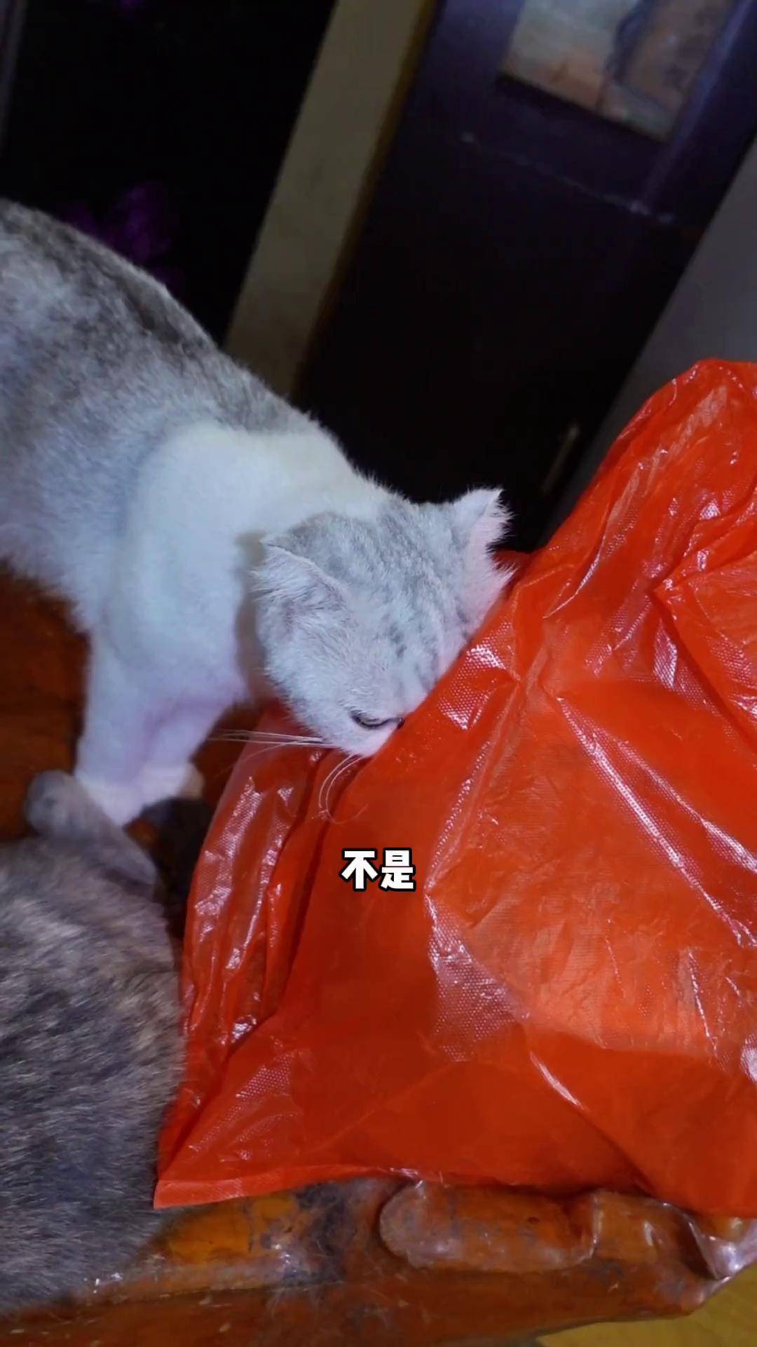 猫为什么喜欢舔塑料袋 猫为什么喜欢舔塑料袋
