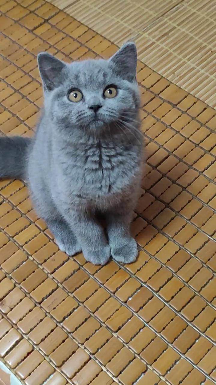 三个月的蓝弟弟越来越好看了蓝猫 晒猫 蓝猫宝宝 谁是你的梦中情猫