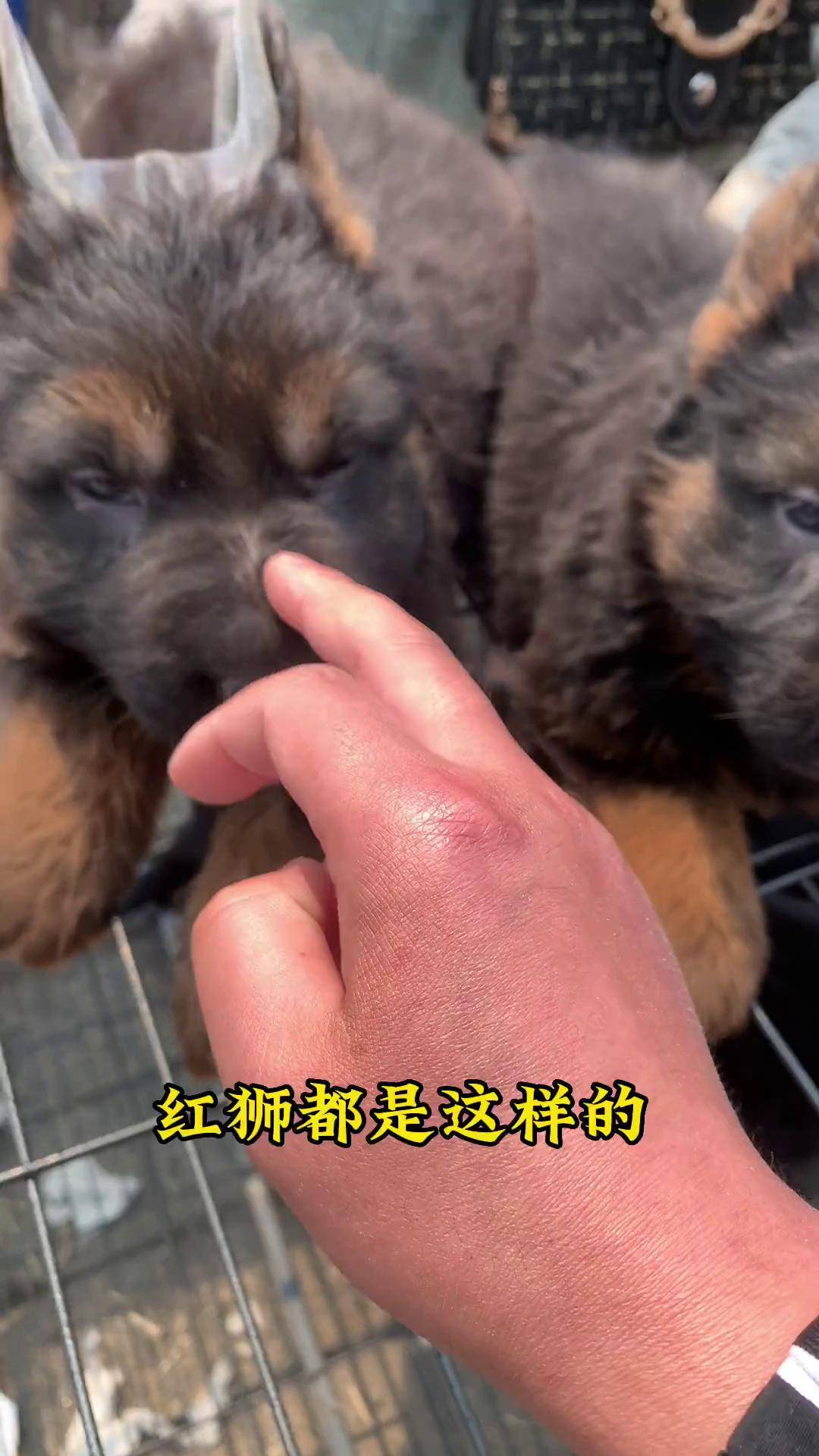 红狮牧羊犬和德牧杂交图片