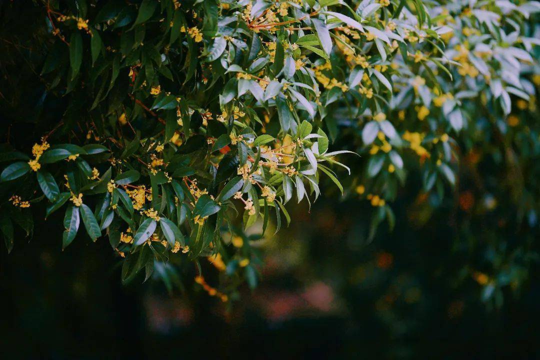 藏在景区里的春夏秋冬,期待你的解锁_山林_大佛_树叶