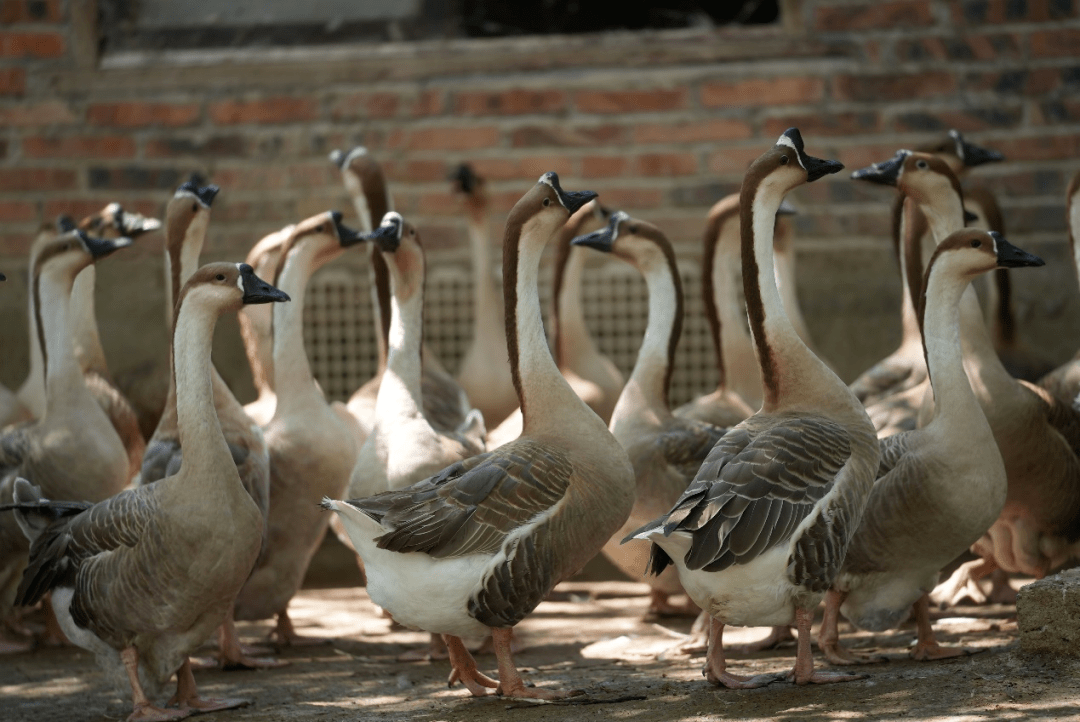 饲料odm定制 武冈铜鹅全产业链,湖南伟业为腾飞插上翅膀_生产_企业
