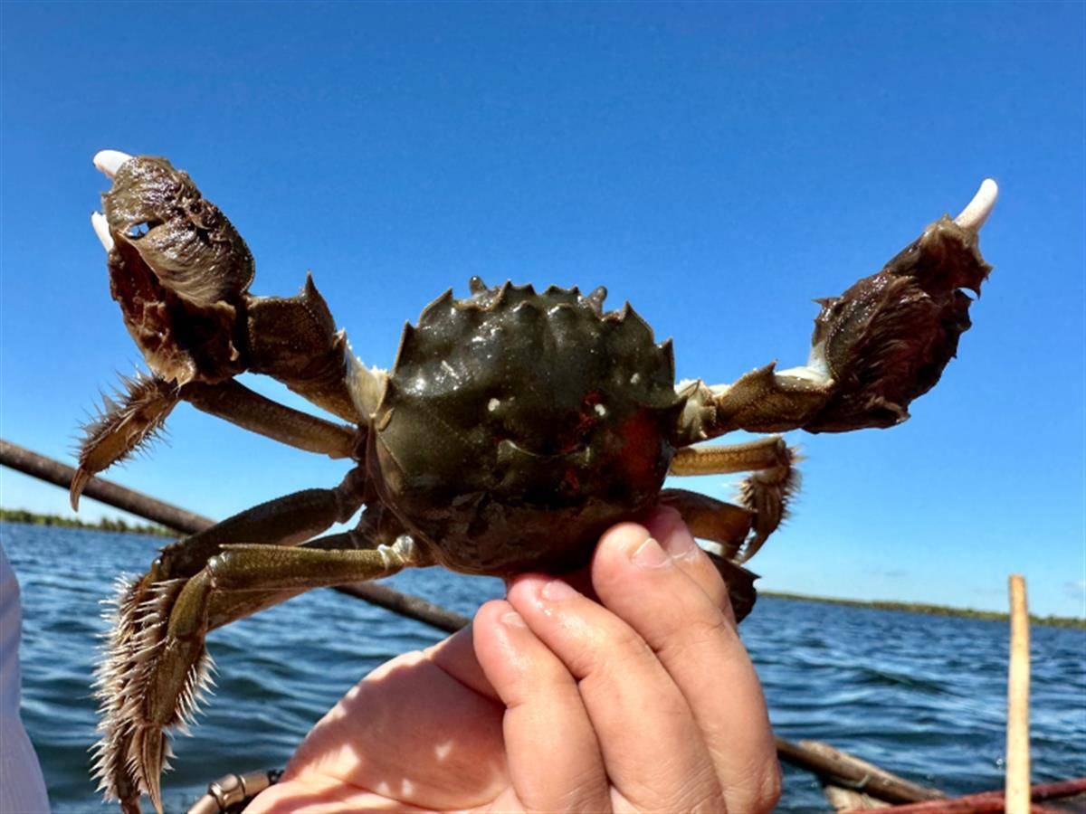 冲上热搜的新疆雪蟹来了!半小时送上武汉市民餐桌_养殖_螃蟹_潘尔强