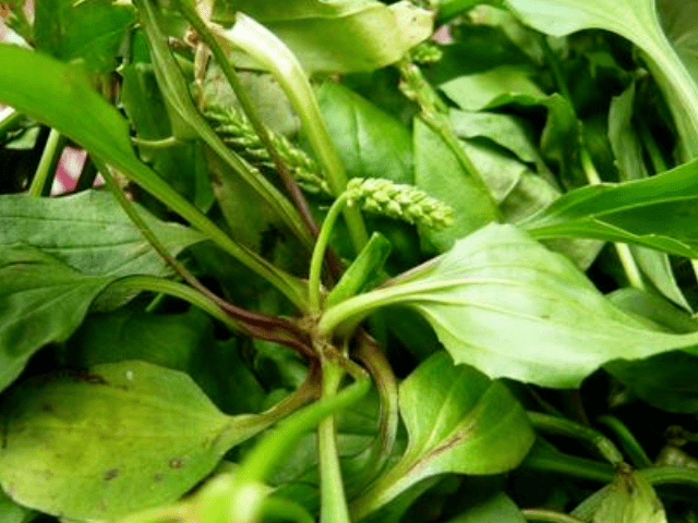 它是天然的"青霉素",女人换着吃,消炎杀菌,妇科病或"躲着走"_生活