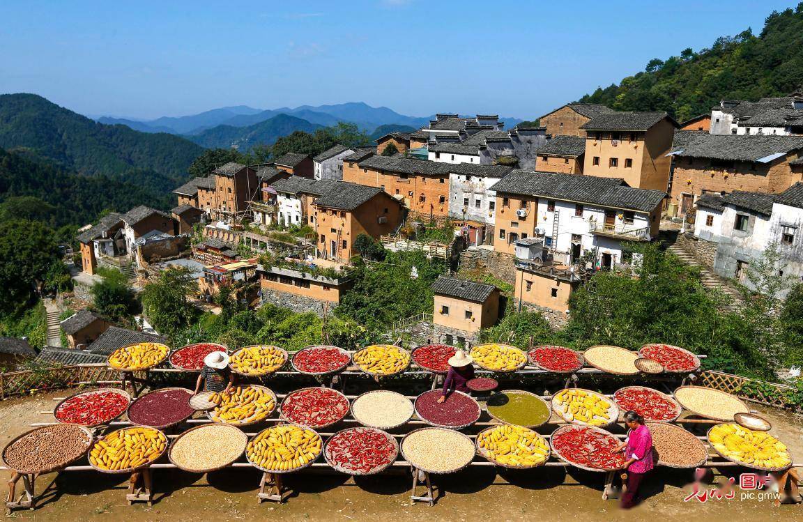 【多彩丰收节】晒秋好风景 诗意乡村美_村民_图片_辣椒