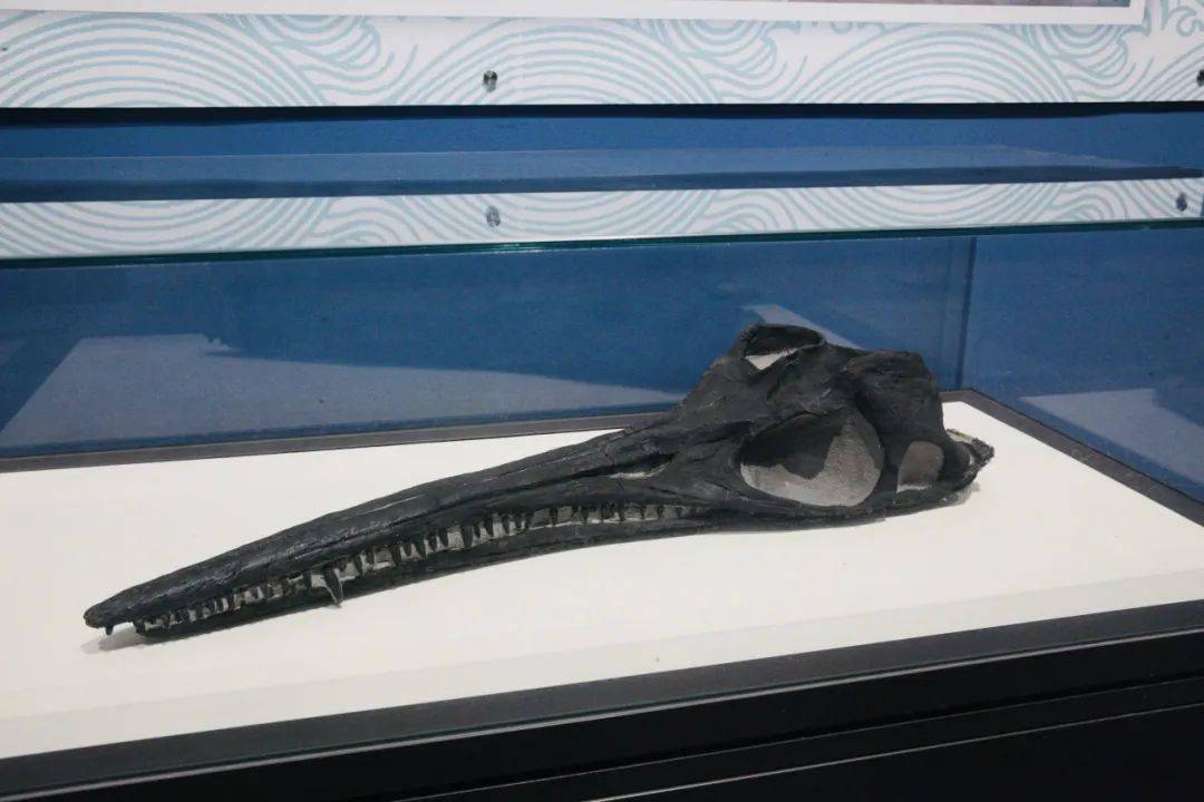 展览| 龙跃黔海——贵州三叠纪的海洋世界_鱼龙_生命_过程