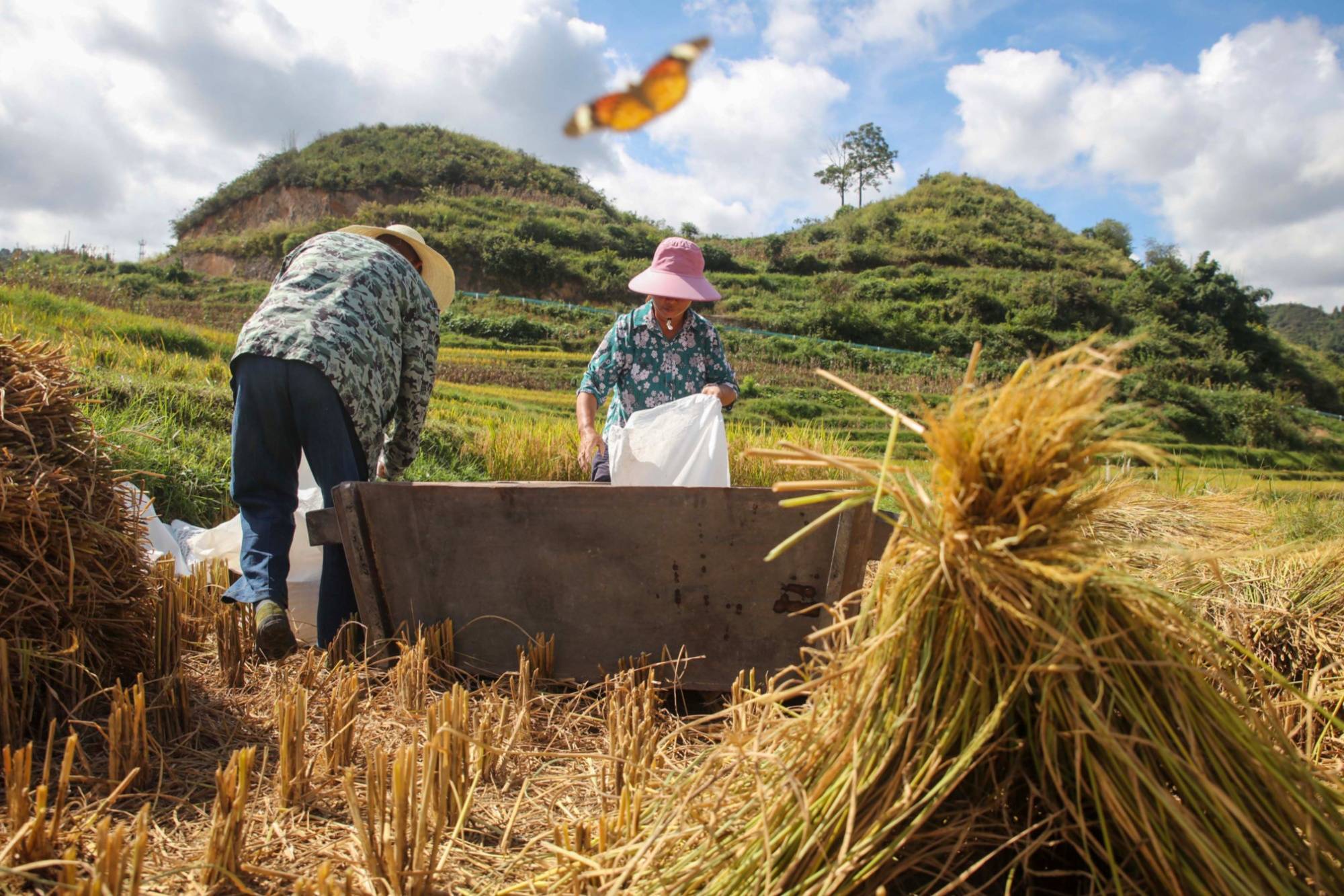 贵州施秉:高山梯田抢收忙_村民_杨柳塘镇_望江