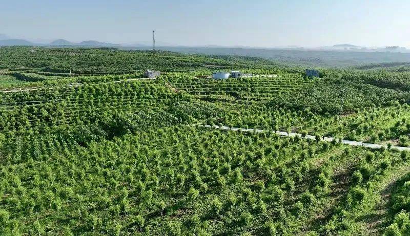 大枣改接酸枣基地---张佳明提供编辑:夏天责编:关力监制:张婕图片版权