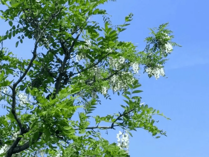路边的刺槐树_城市_路人_生活