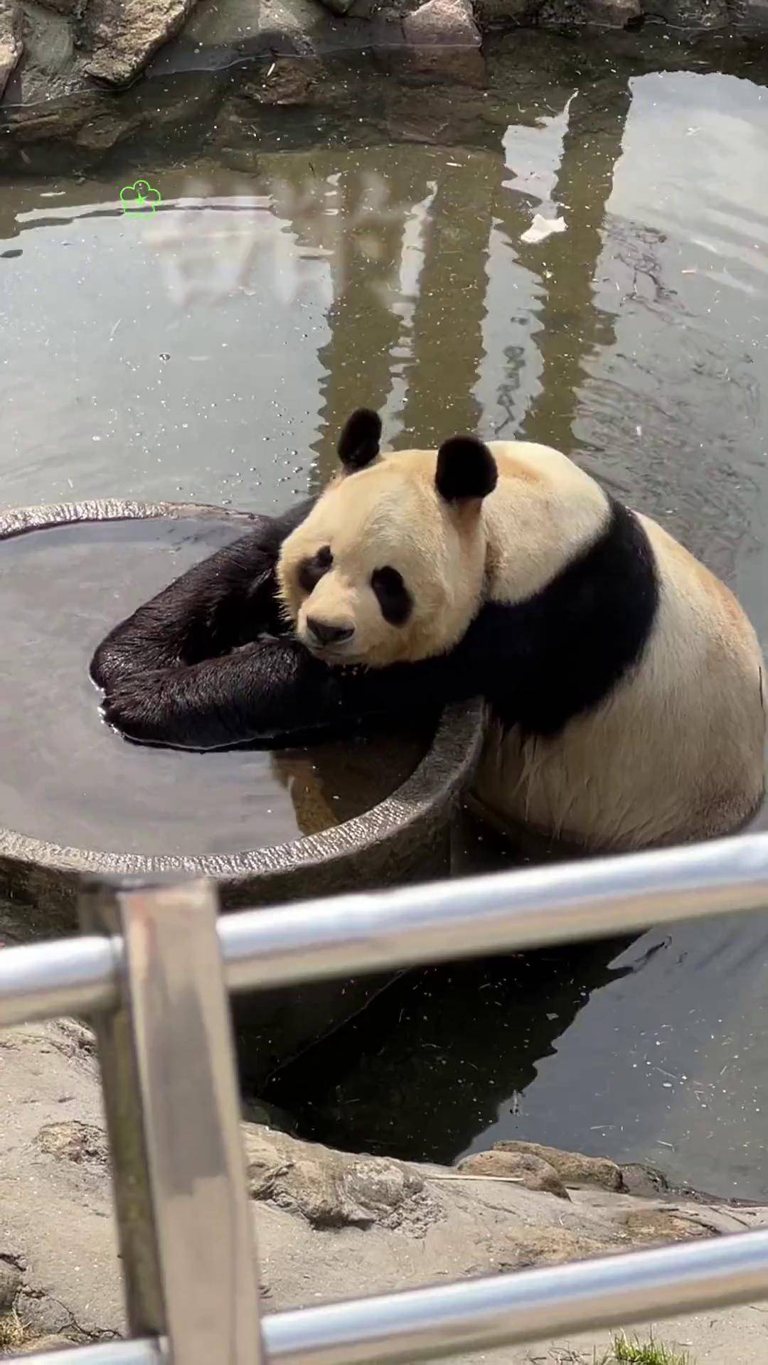 温岭长屿硐天熊猫图片