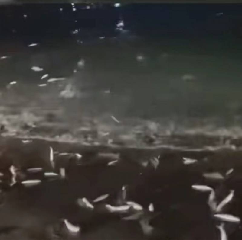 汕头南澳岛大量鱼类夜间跃出水面搁浅！当地回应称将持续观察