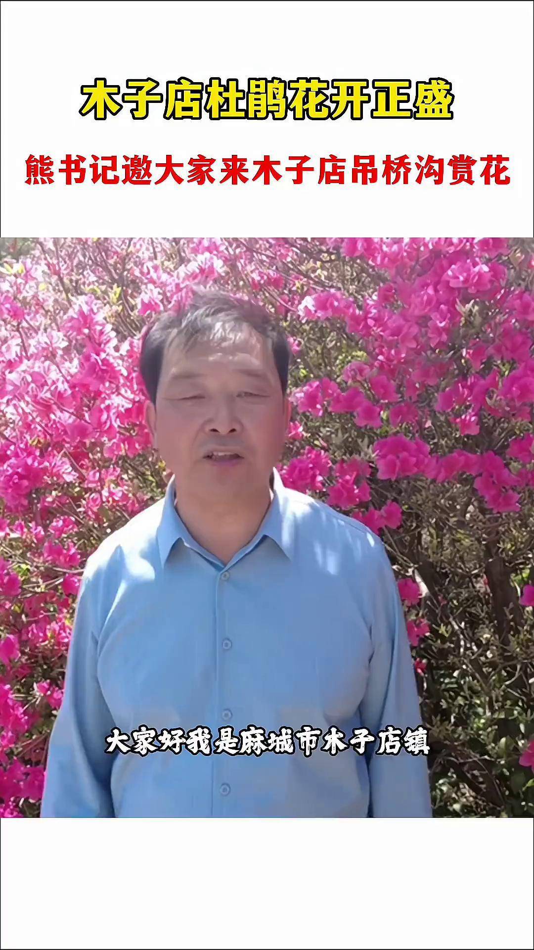 木子店吊桥沟花开正盛,欢迎大家来赏花呀花期已至美好如初 麻城杜鹃花