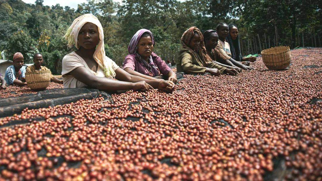 另一种文化 · 埃塞俄比亚咖啡,风味的百科全书
