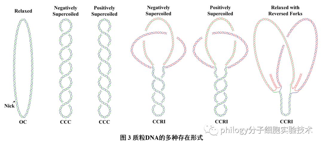 rna电泳图中的三条条带图片