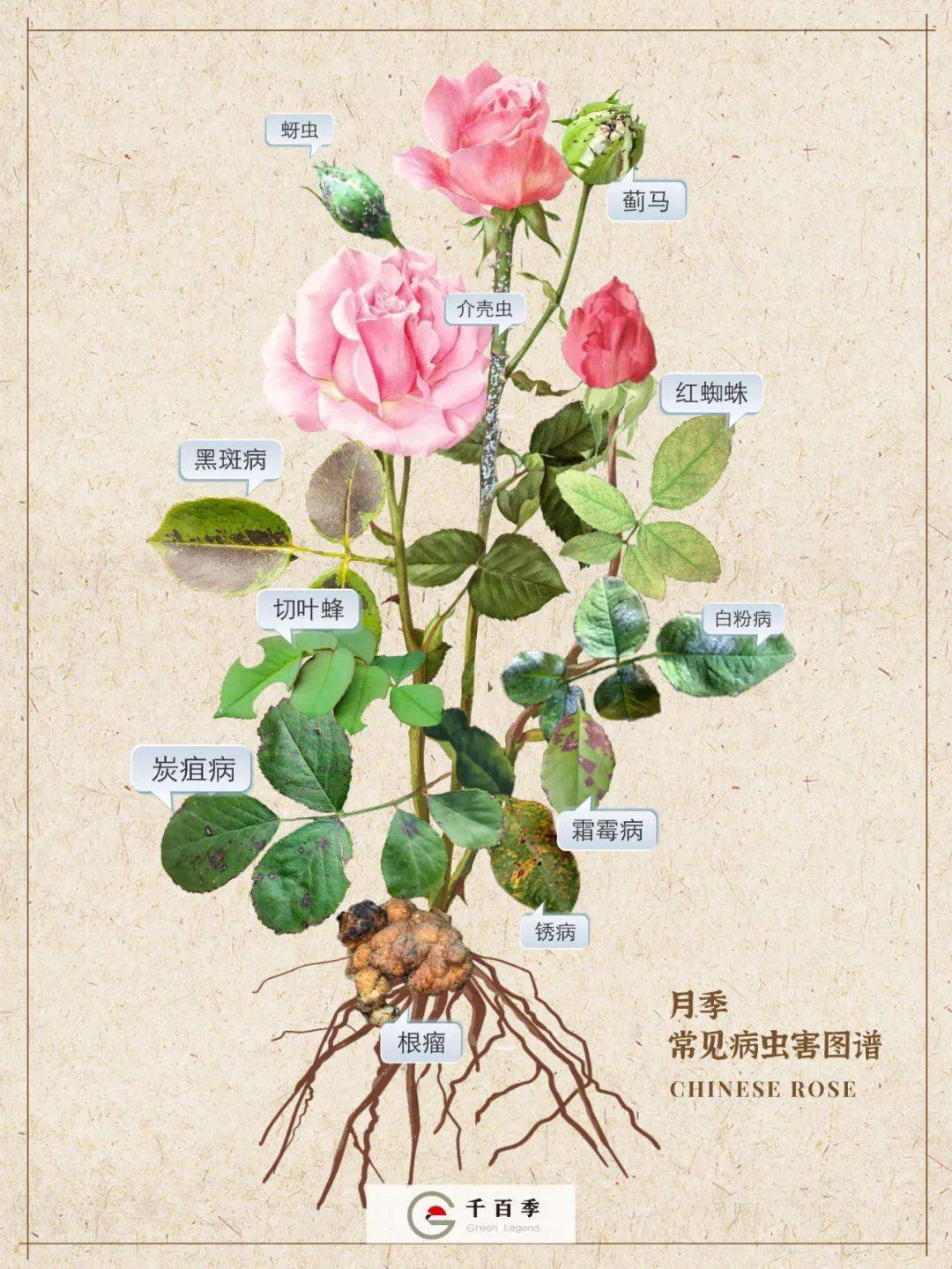 提前做好这一步，养月季不愁| 月季11种常见病虫害图鉴_搜狐网