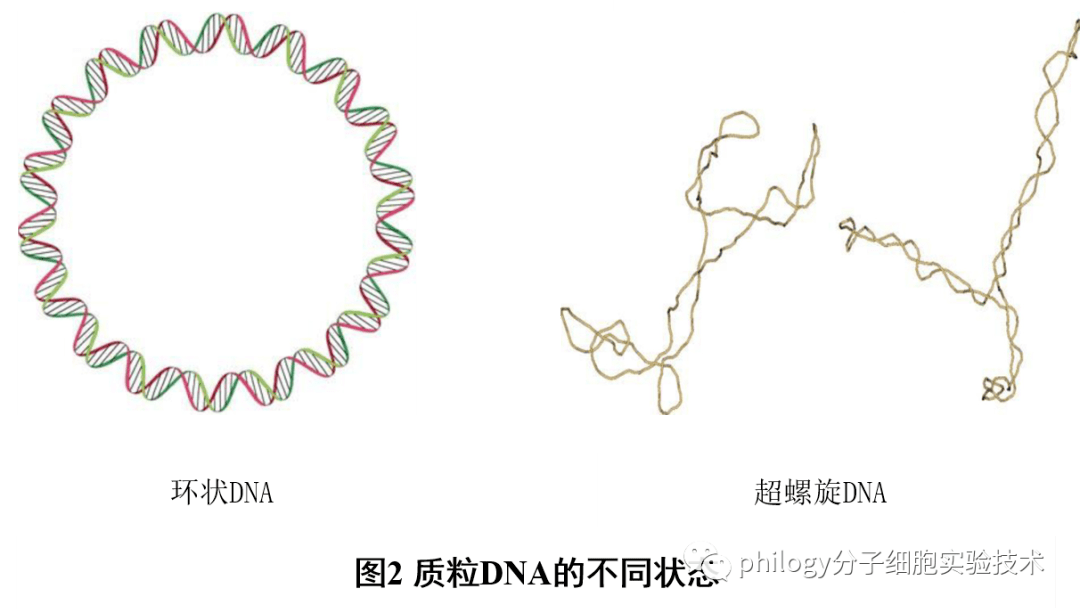 质粒电泳3条带?5条带?一文告诉你原因_形式_结构_org