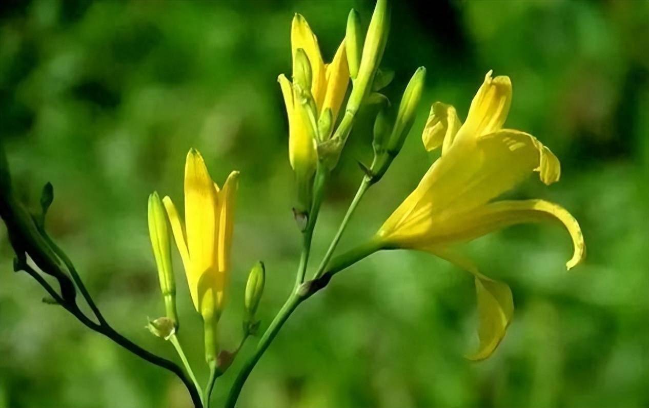 再不采回家，“黄花菜”都凉了_搜狐网