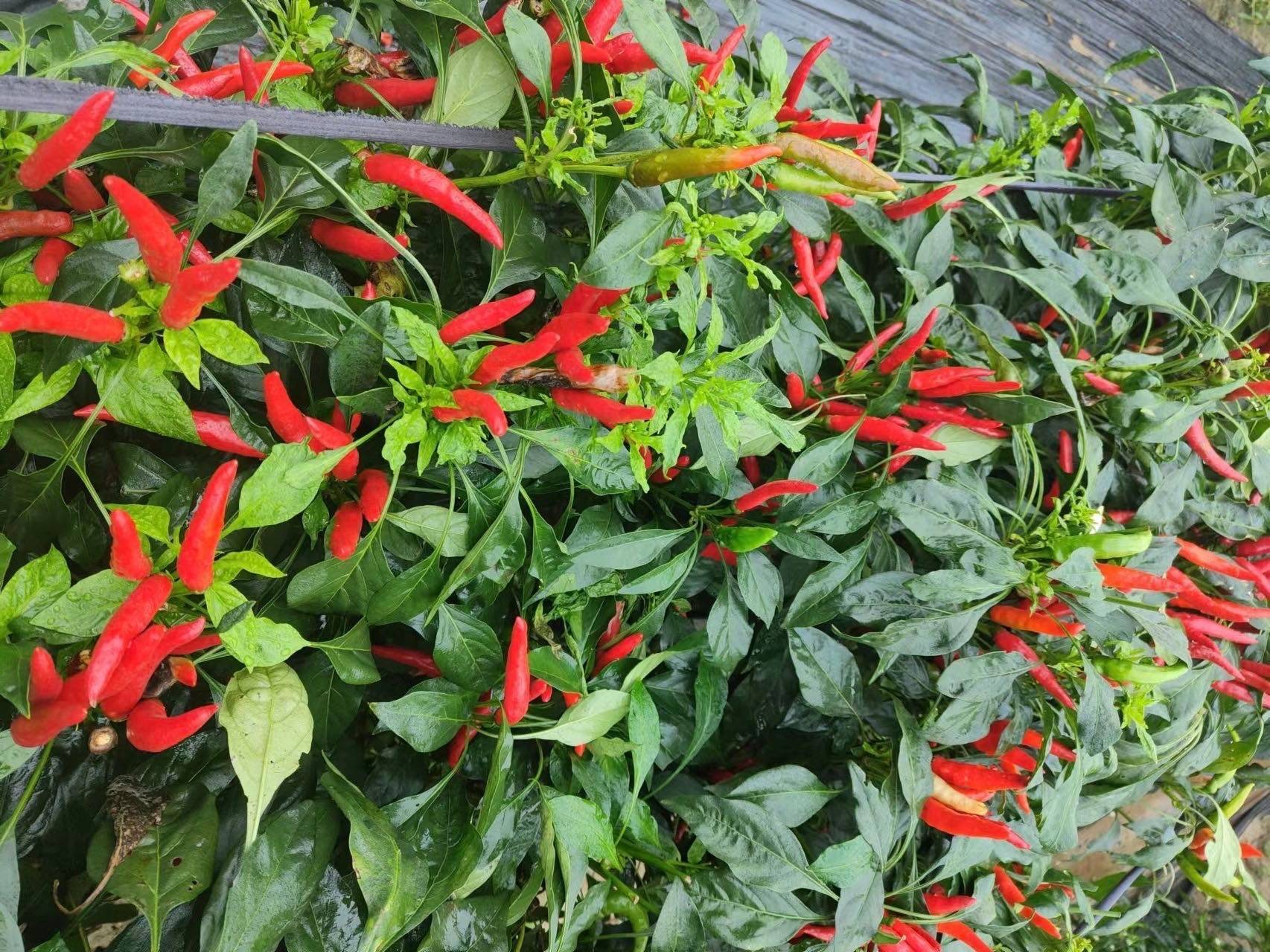 柘城辣椒"红"出了圈_种植_的发展_规模化