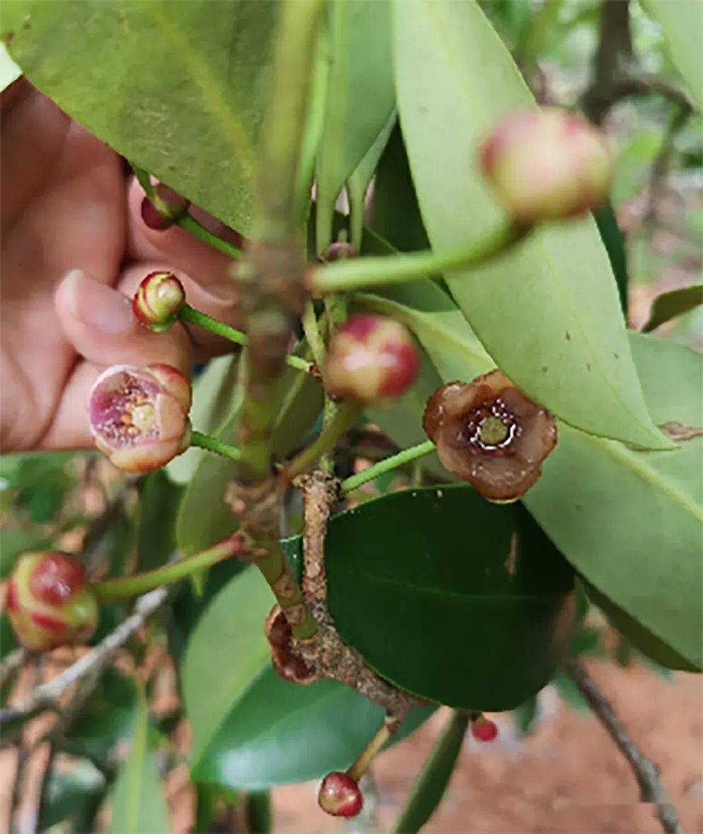 八角大小年问题,您有遇到吗_防治_花果_营养