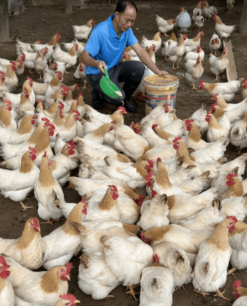 让杏花鸡成为富农"金凤凰"!封开县杏花镇这样"出招"!